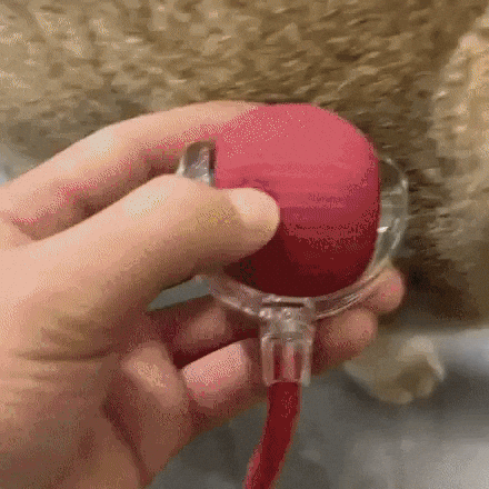 Brinquedo interativo para animais de estimação